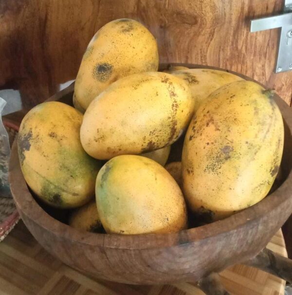 organic mallika mango ripened
